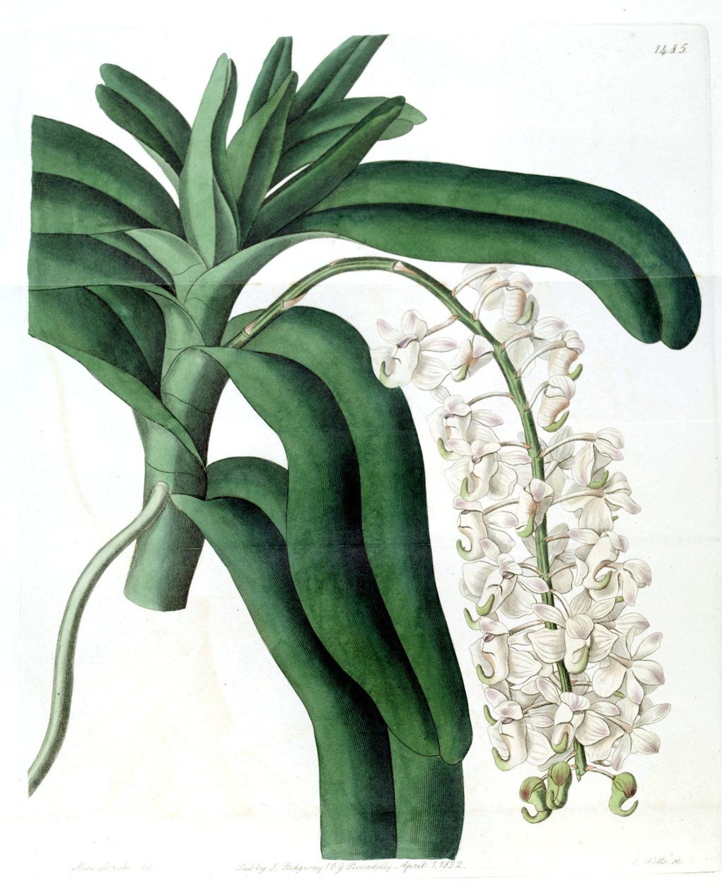 Aerides odoratum (come sin. Aerides cornutum) da Miss Drake