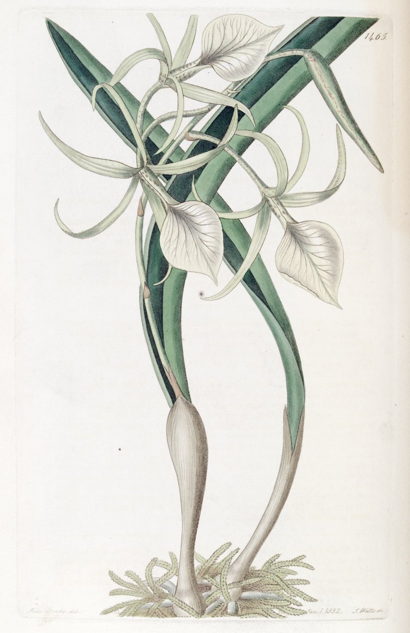 Brassavola nodosa da Miss Drake