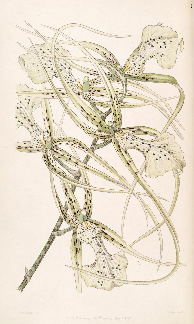 Brassia verrucosa (come sin. Brassia brachiata) da Miss Drake