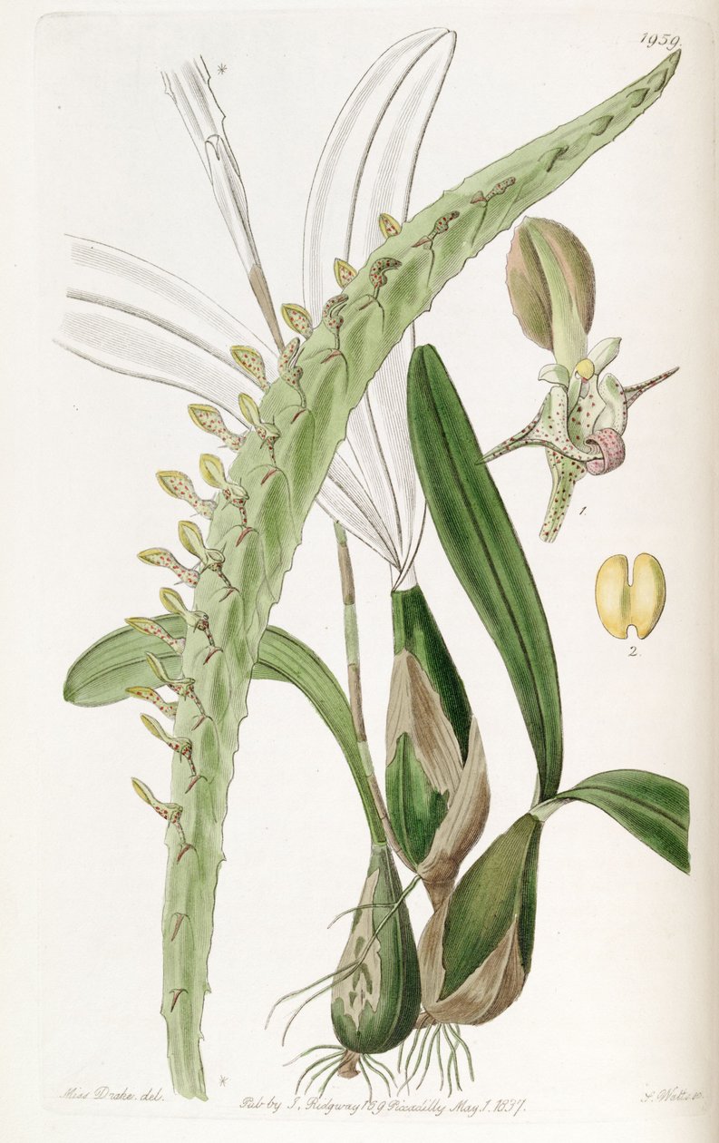 Bulbophyllum calyptratum da Miss Drake