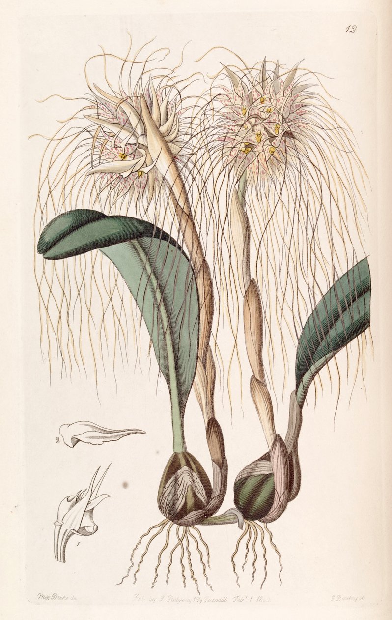 Bulbophyllum medusae (come sin. Cirrhopetalum medusae) da Miss Drake