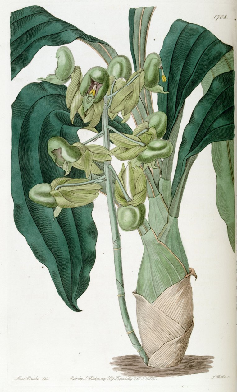 Catasetum purum (come sin. Catasetum semiapertum) da Miss Drake