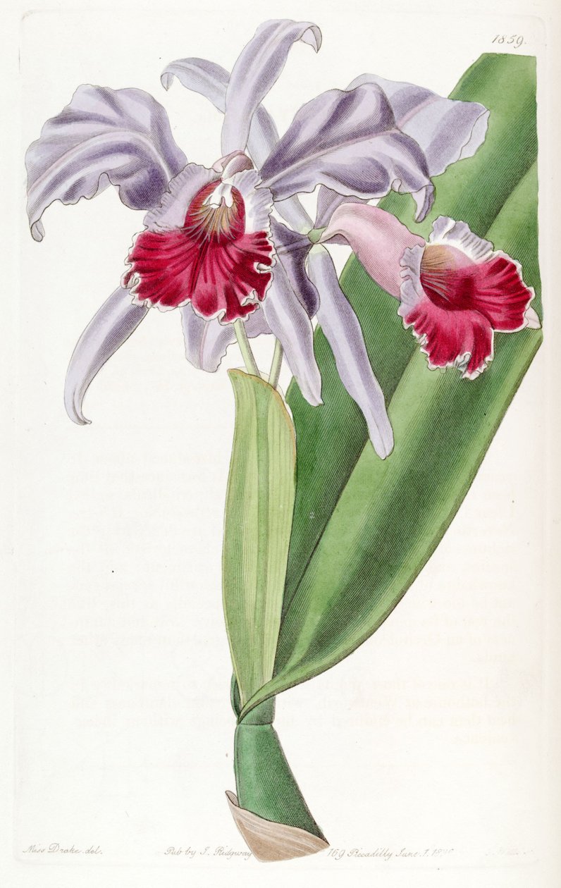 Cattleya labiata da Miss Drake