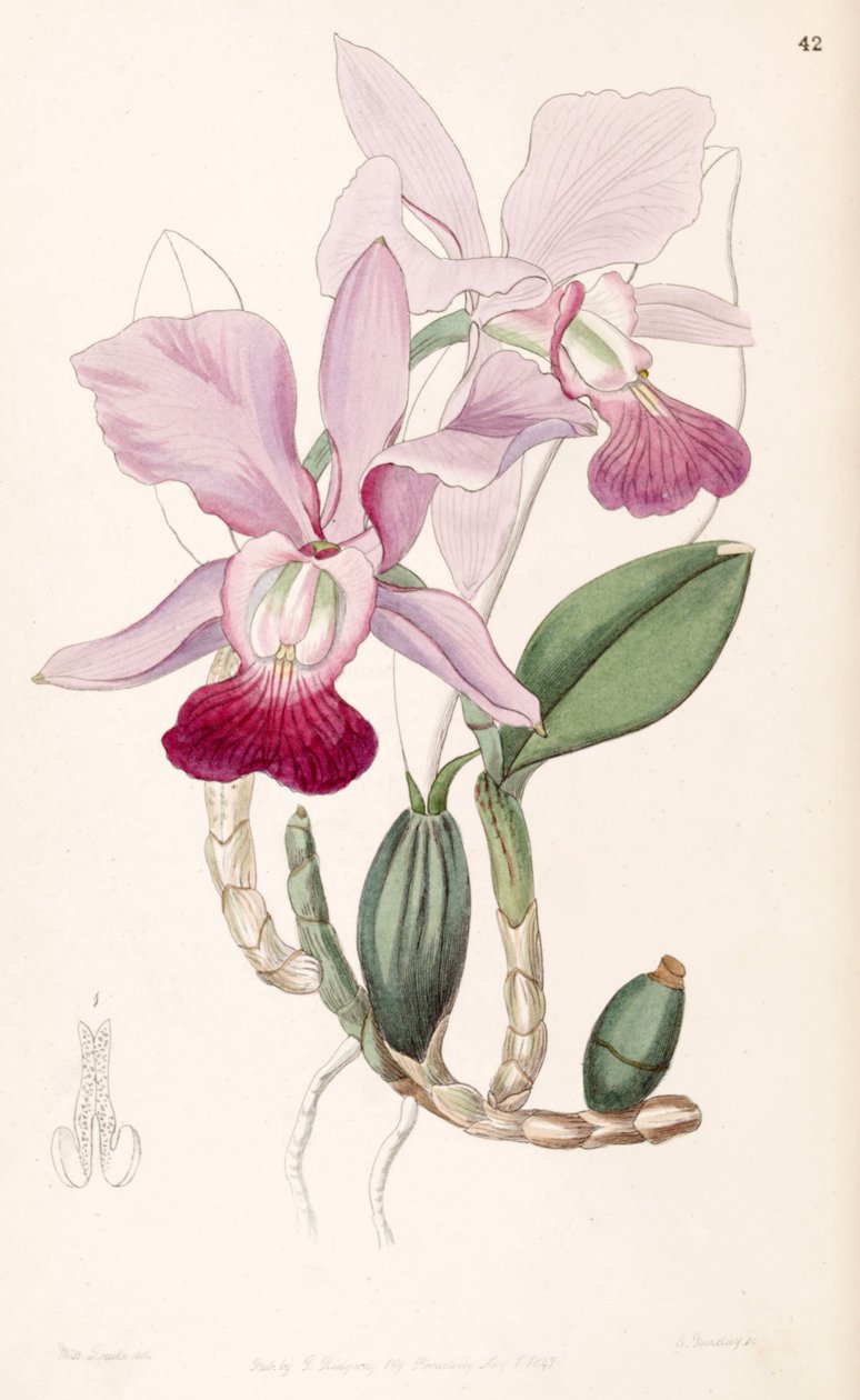 Cattleya walkeriana (come sin. Cattleya bulbosa) da Miss Drake
