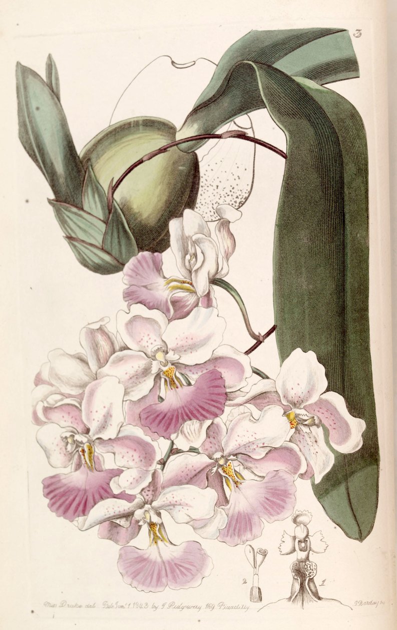 Cuitlauzina pendula da Miss Drake