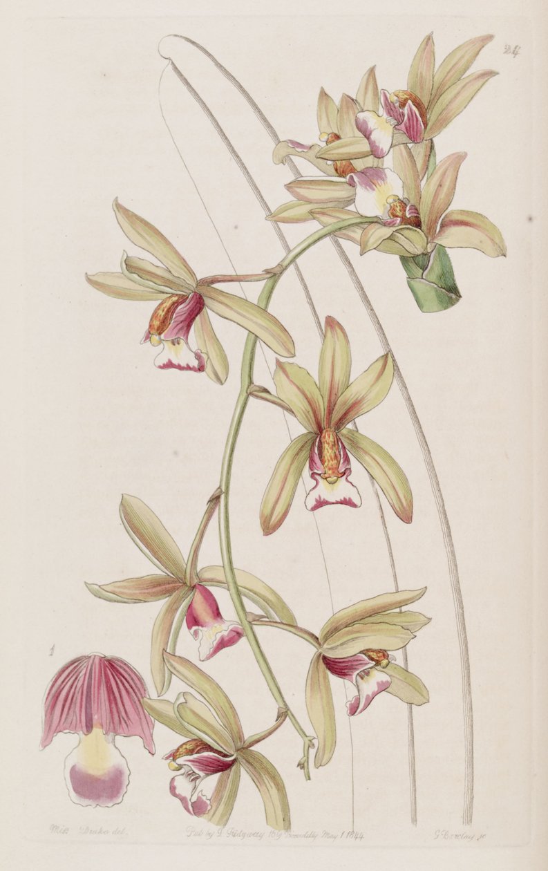 Cymbidium aloifolium da Miss Drake