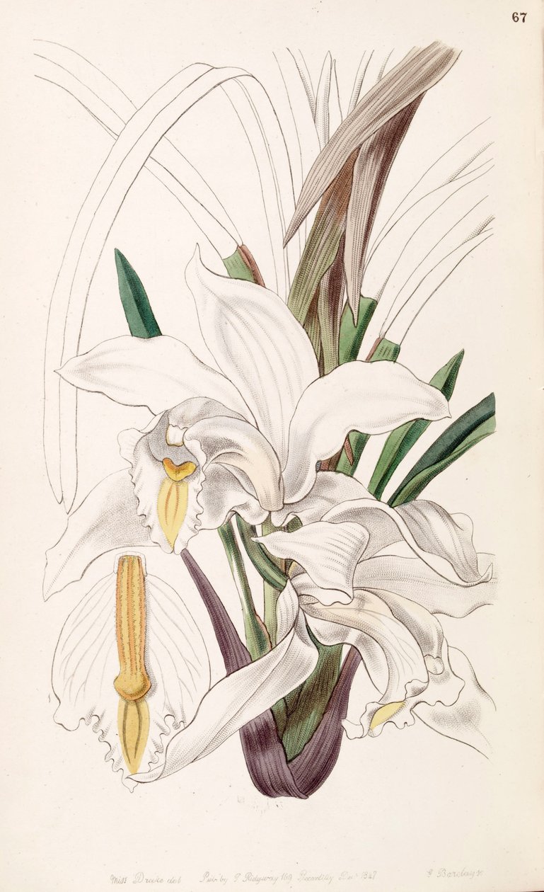 Cymbidium eburneum da Miss Drake