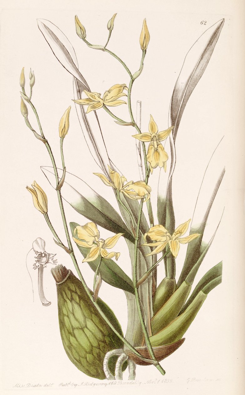 Cyrtochilum aureum da Miss Drake