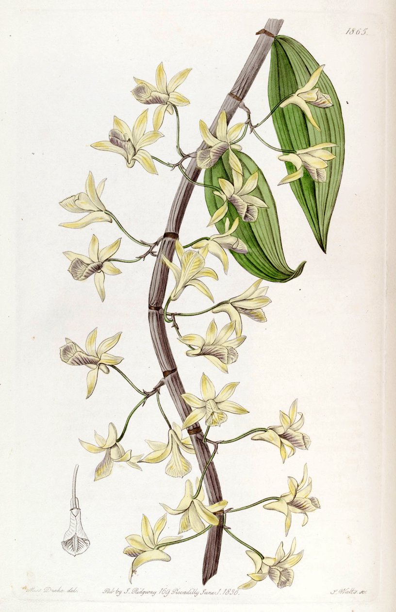 Dendrobium aphyllum da Miss Drake