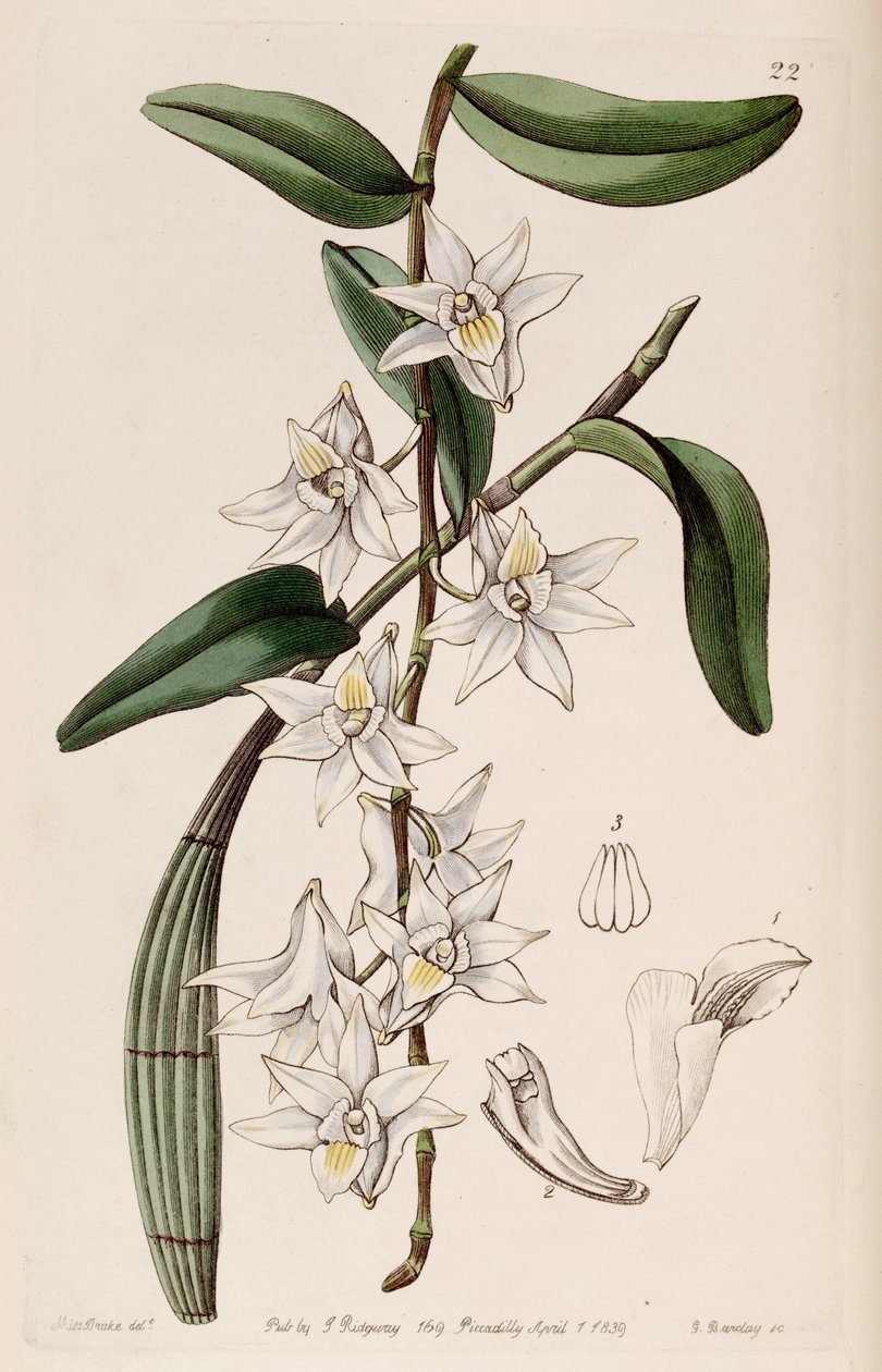 Dendrobium crumenatum da Miss Drake
