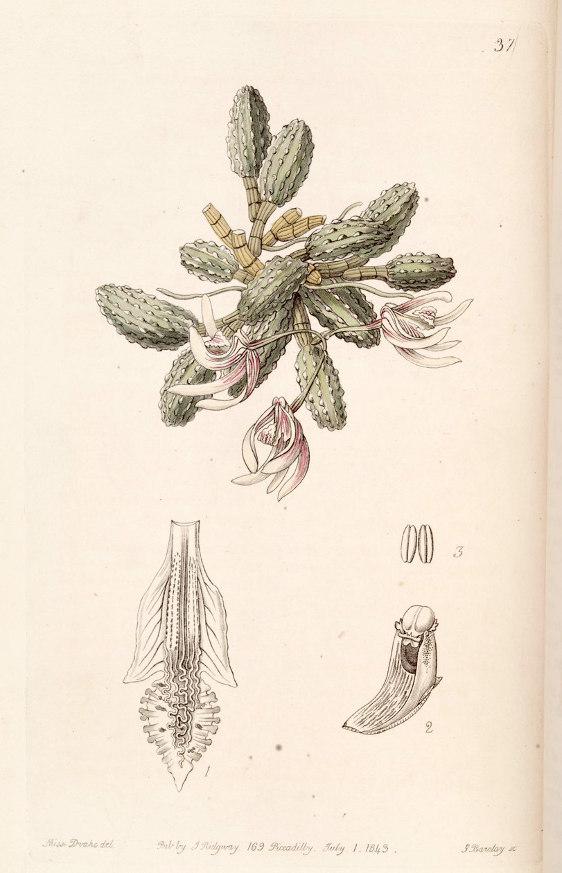 Dendrobium cucumerinum da Miss Drake