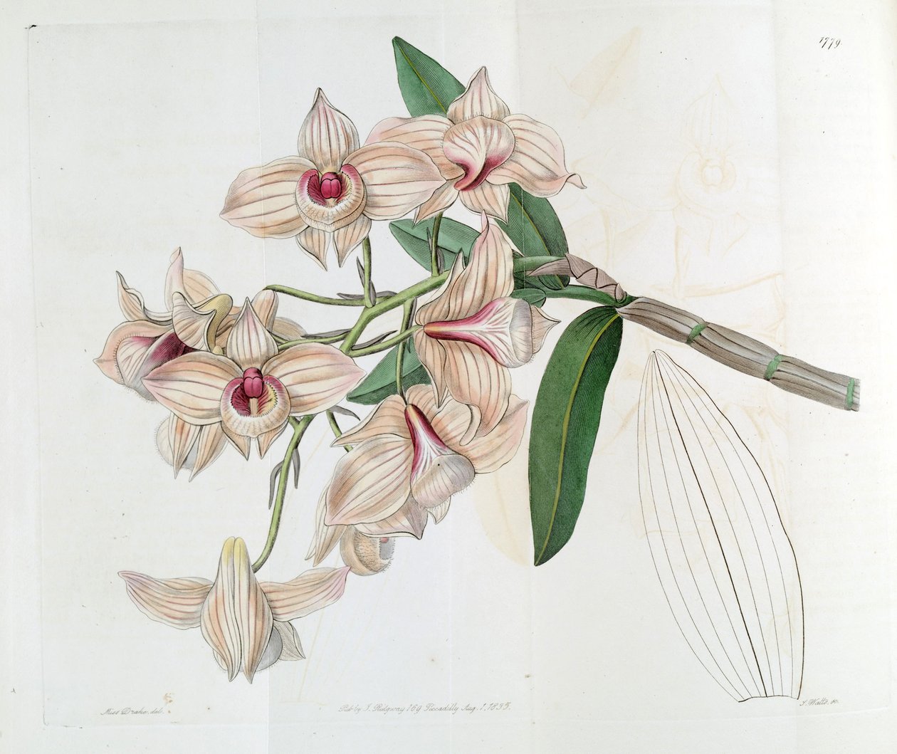 Dendrobium moschatum (come sin. Dendrobium cupreum) da Miss Drake