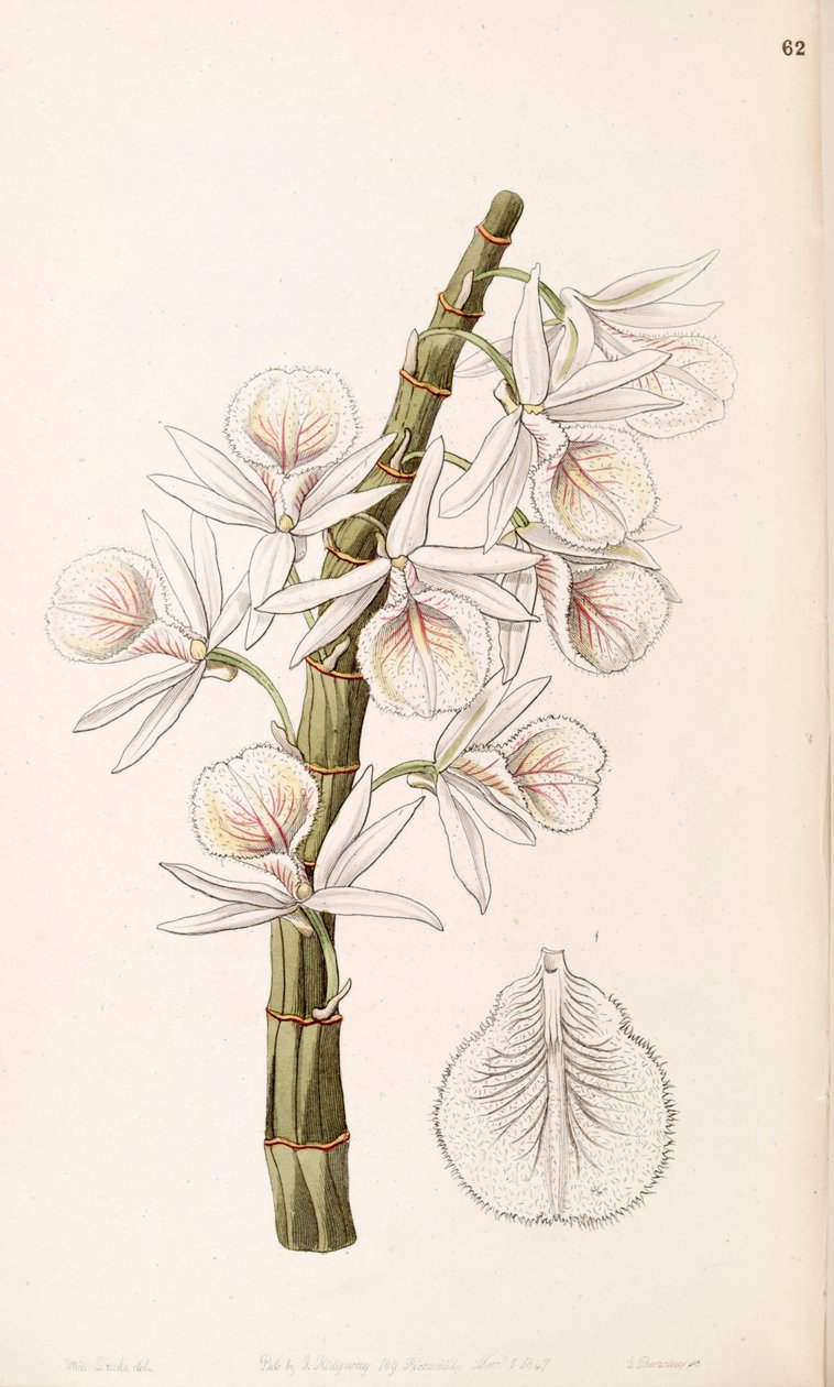 Dendrobium polyanthum (come sin. Dendrobium cretaceum) da Miss Drake