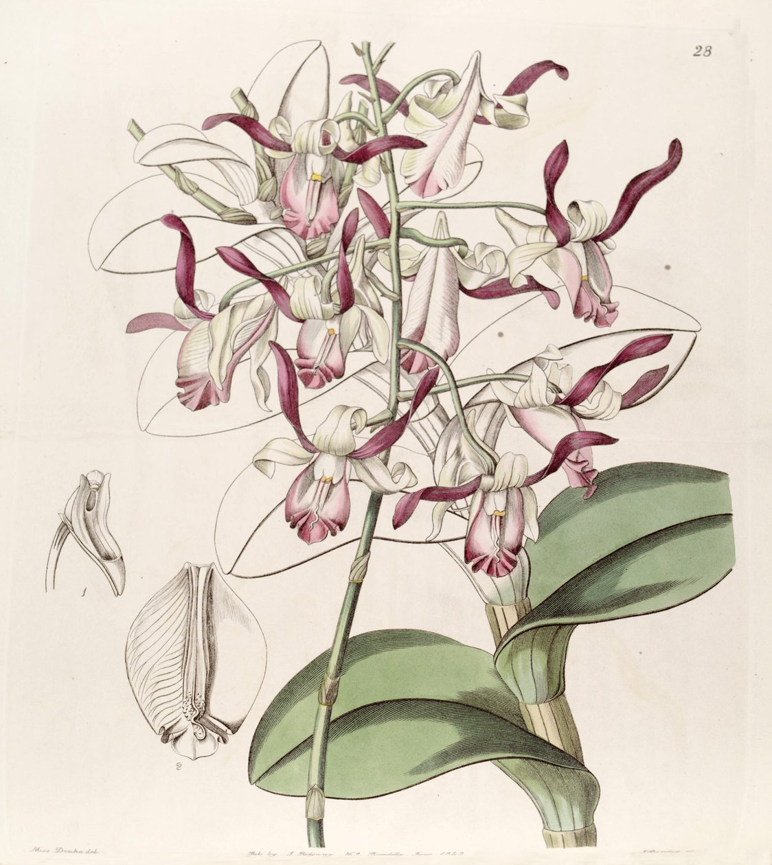 Dendrobium taurinum da Miss Drake