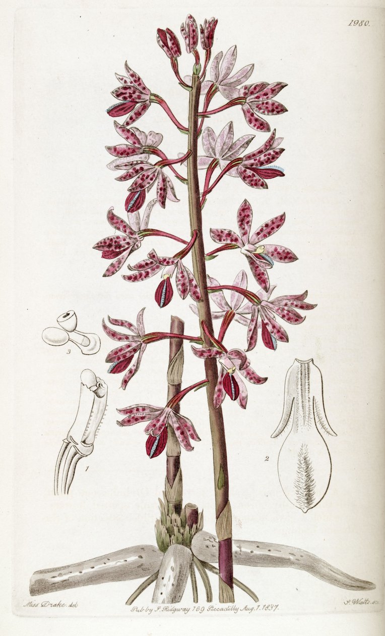 Dipodium punctatum da Miss Drake