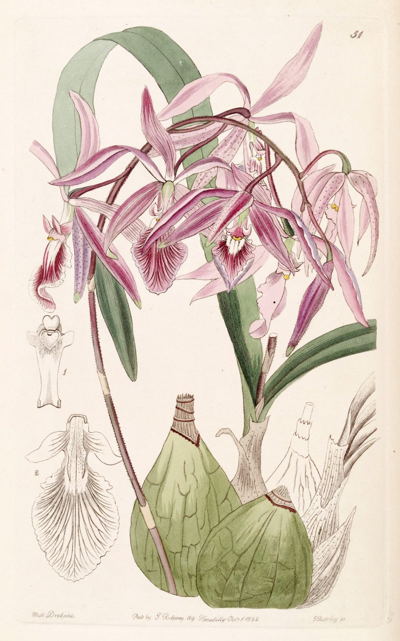 Encyclia adenocaula da Miss Drake
