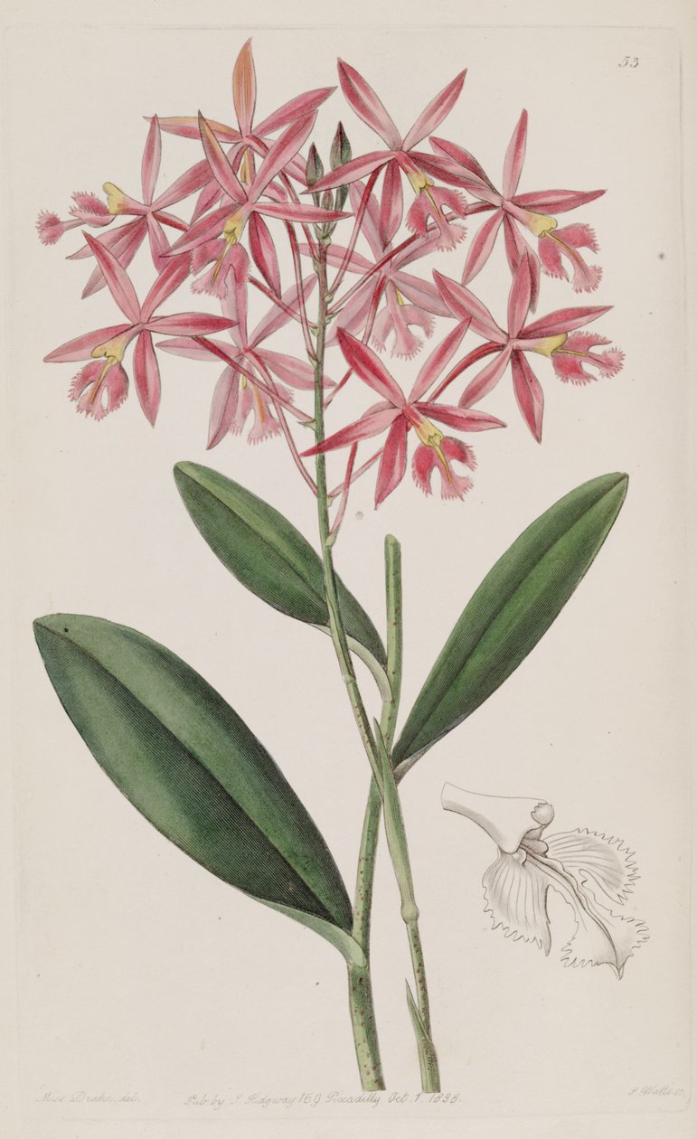 Epidendrum macrocarpum (come sin. Epidendrum schomburgkii) da Miss Drake