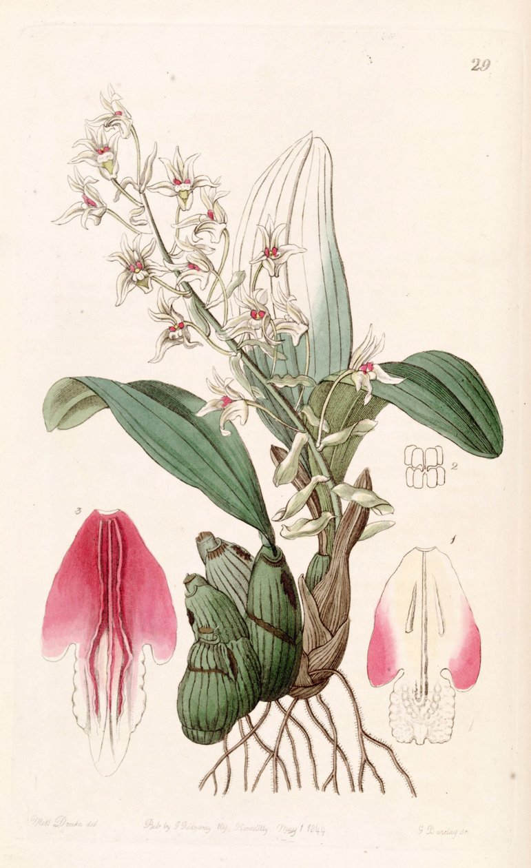 Eria bractescens da Miss Drake
