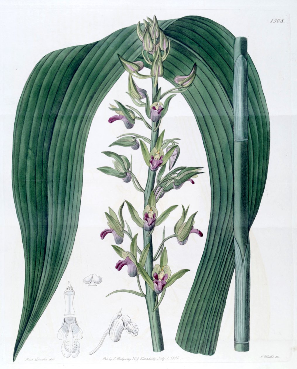 Eulophia alta (come sin. Cyrtopodium woodfordii) da Miss Drake