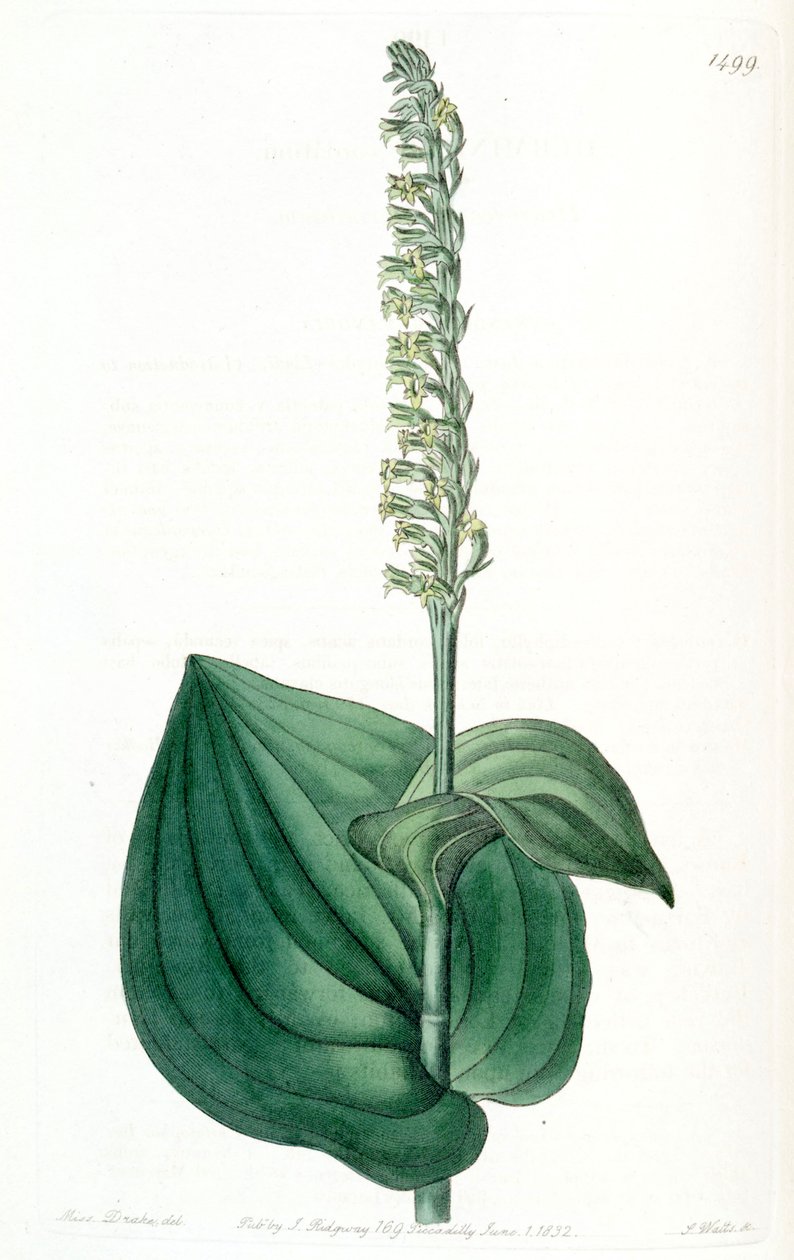 Illustrazione di Gennaria diphylla (come sin. Herminium cordatum) da Miss Drake