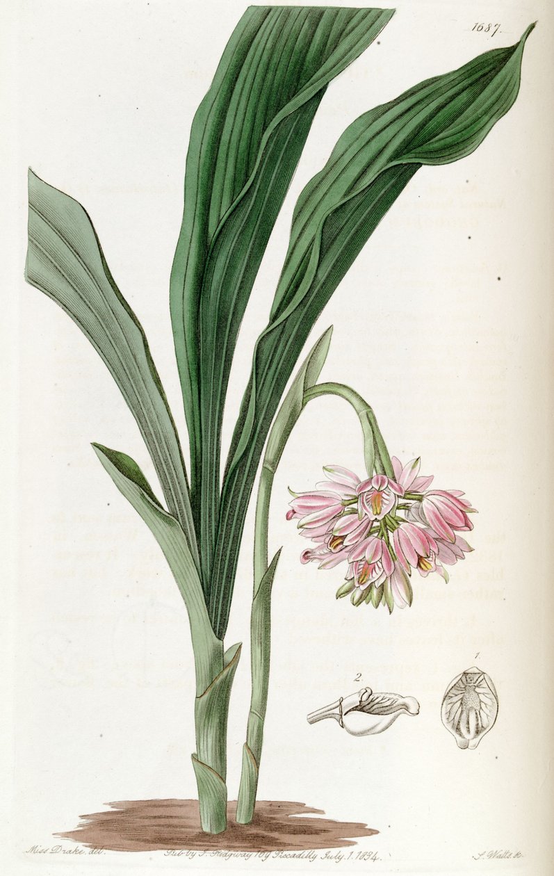 Geodorum densiflorum (come sin. Geodorum fucatum) da Miss Drake