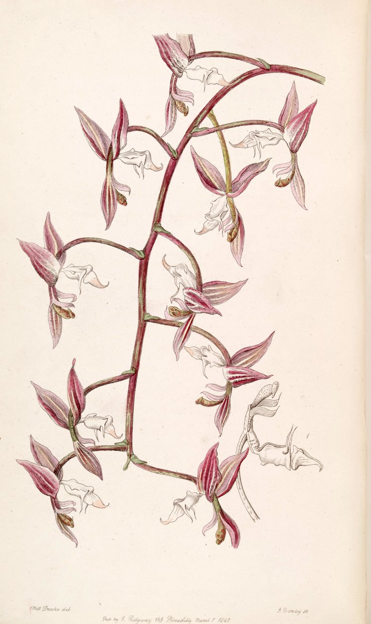 Gongora aromatica (come sin. Gongora bufonia var. leucochila) da Miss Drake