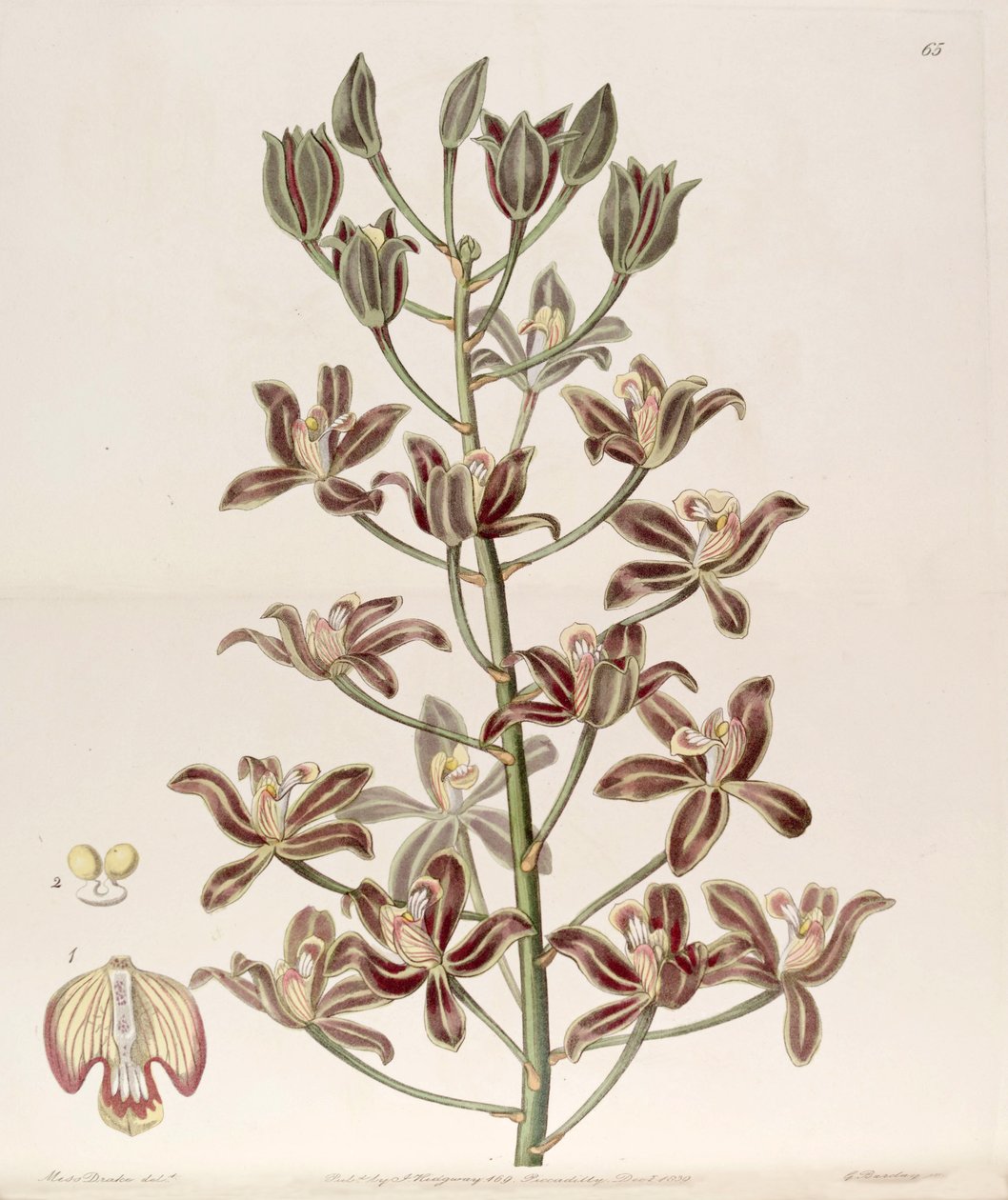 Grammatophyllum multiflorum da Miss Drake