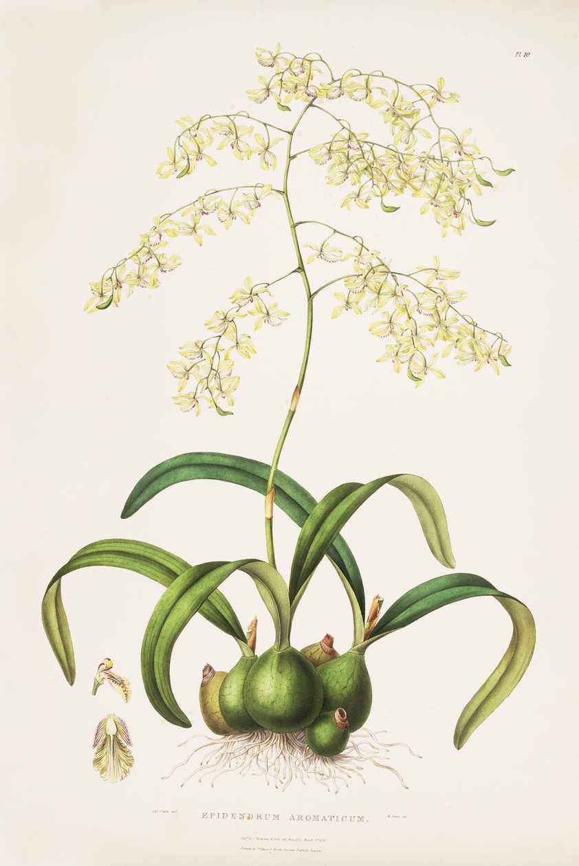Illustrazione di Encyclia incumbens (come sin. Epidendrum aromaticum) da Miss Drake