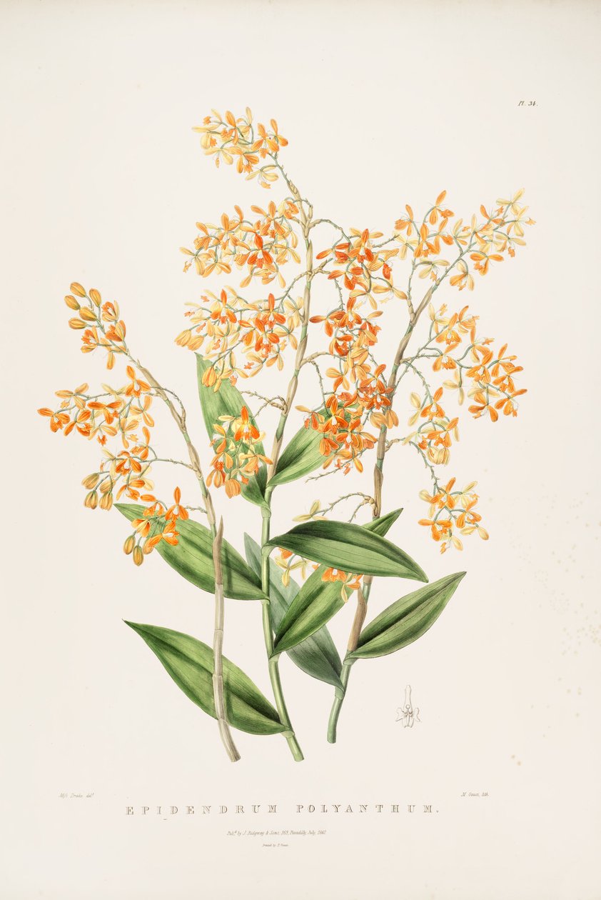 Illustrazione di Epidendrum polyanthum da Miss Drake