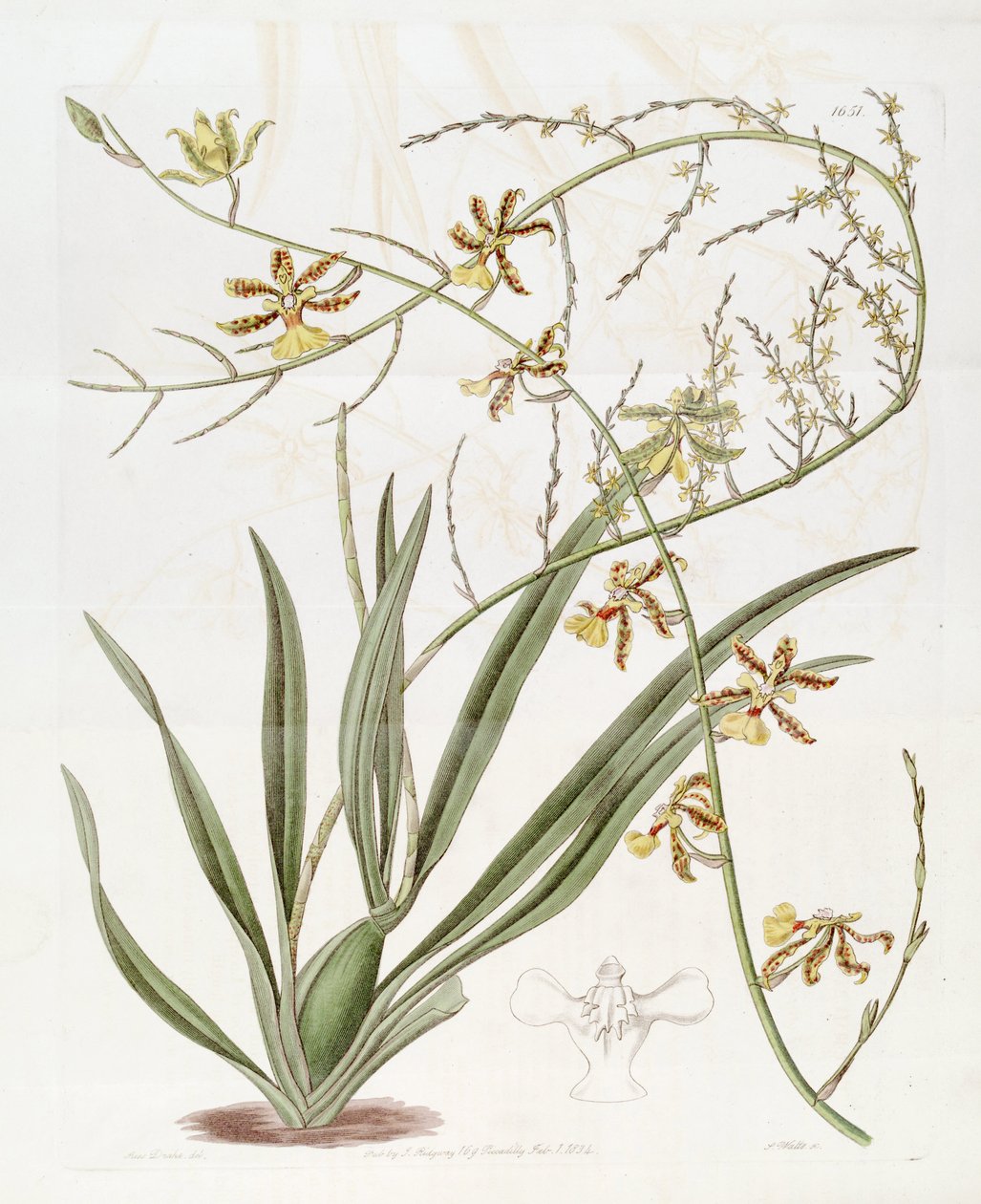 Illustrazione di Oncidium altissimum (Jacq.) Sw. (Questo disegno NON è Oncidium baueri, vedi pagina di disambiguazione Oncidium altissimum) da Miss Drake