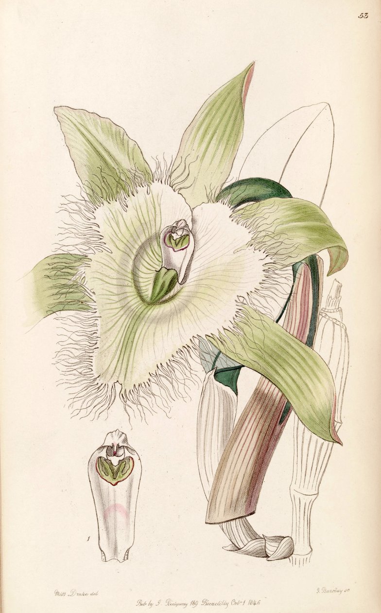 Illustrazione di Rhyncholaelia digbyana o Brassavola digbyana da Miss Drake