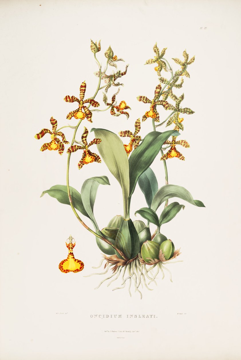 Illustrazione di Rossioglossum insleayi (come sin. Oncidium insleayi) da Miss Drake