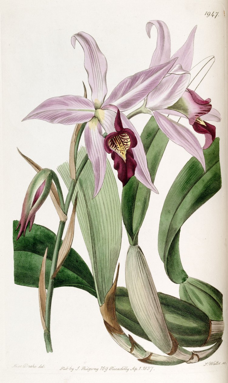 Laelia anceps da Miss Drake