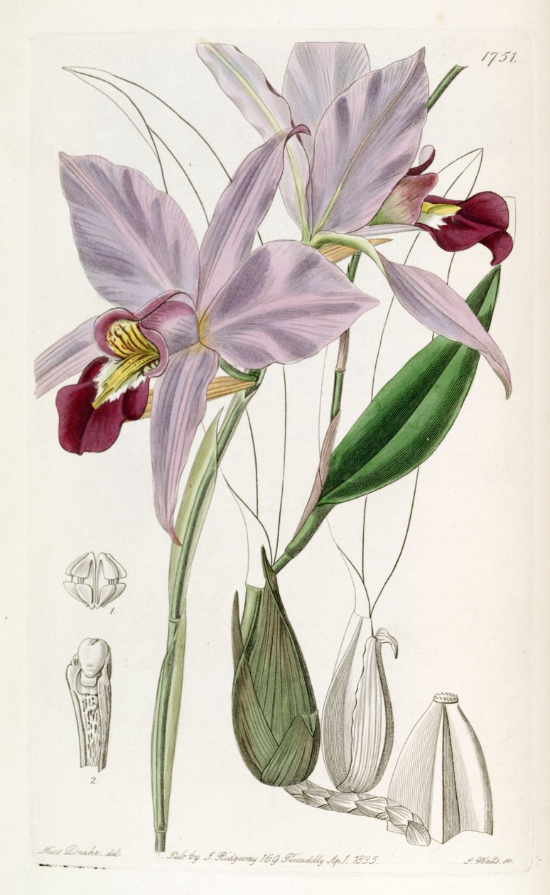 Laelia anceps da Miss Drake