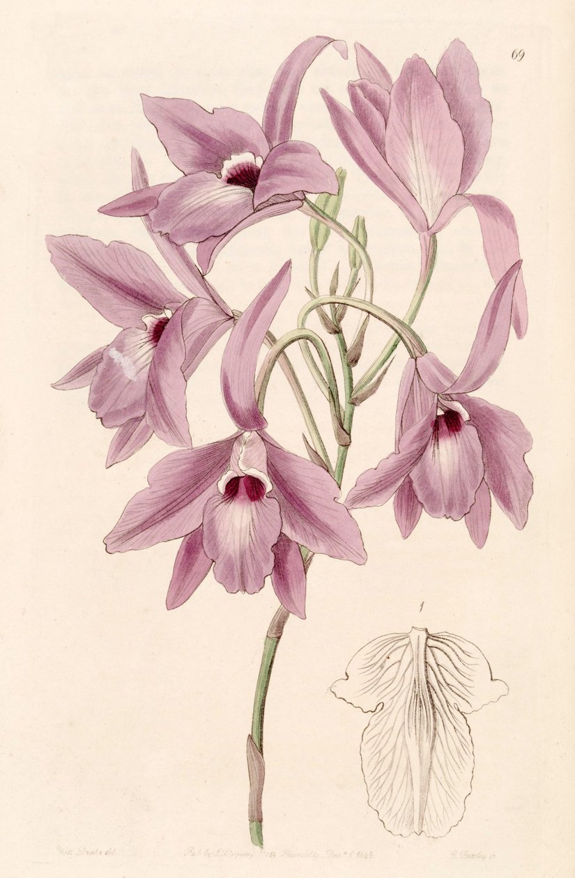 Laelia rubescens da Miss Drake