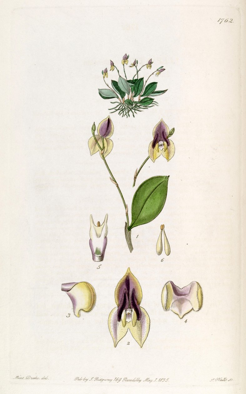 Lepanthes tridentata da Miss Drake