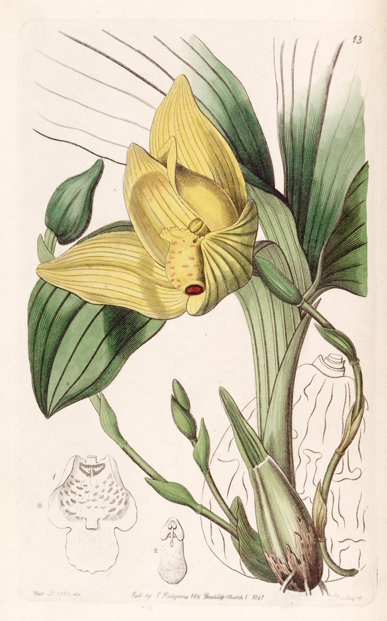 Lycaste cruenta da Miss Drake