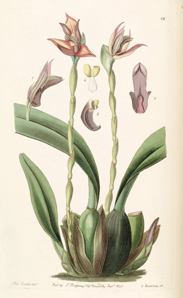 Maxillaria cucullata da Miss Drake