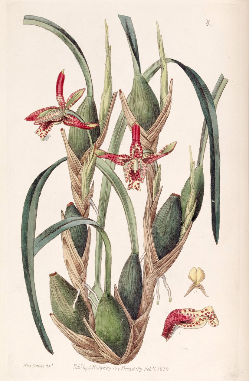 Maxillaria tenuifolia o Maxillariella tenuifolia da Miss Drake