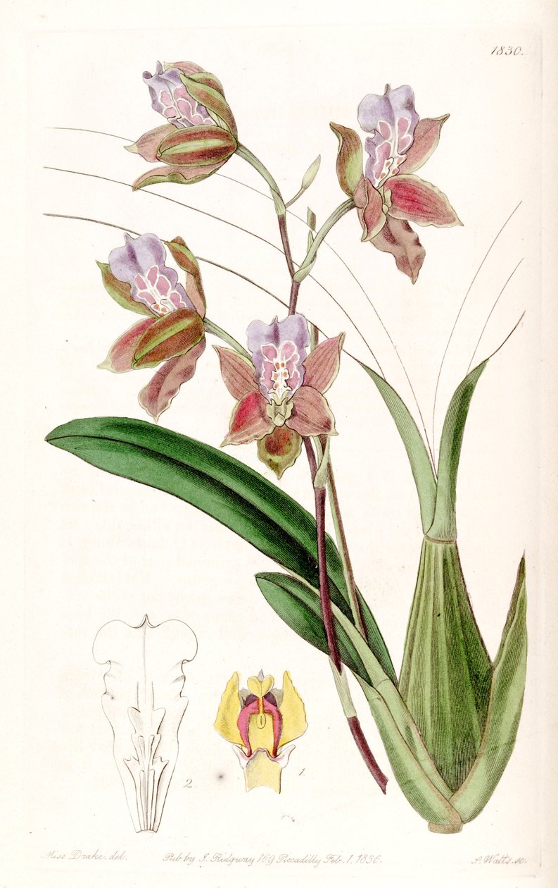 Miltonia russelliana (come sin. Oncidium russellianum) da Miss Drake