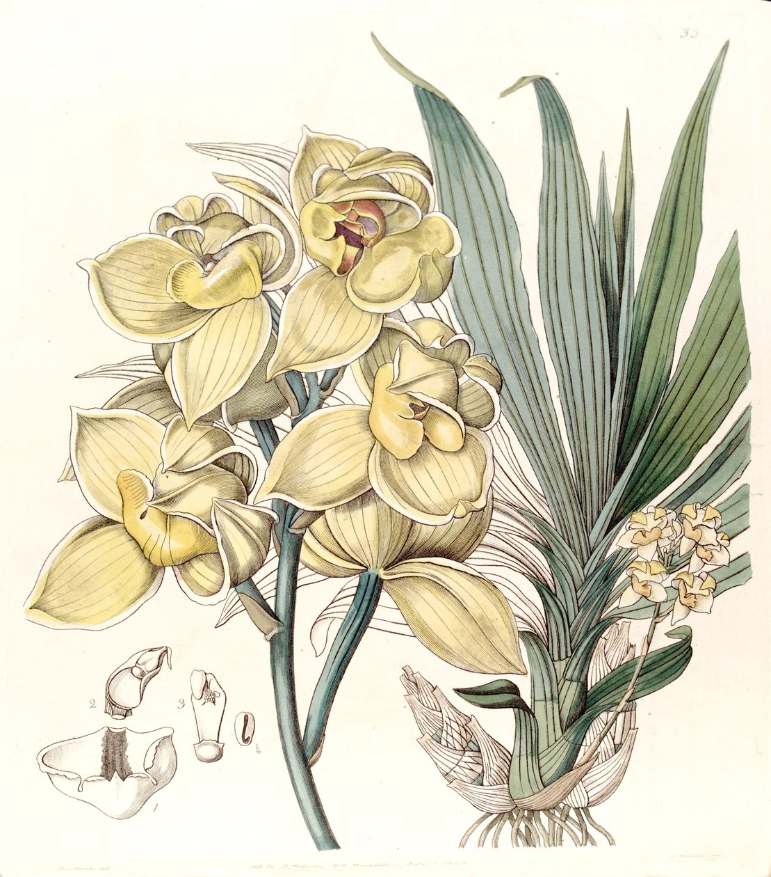 Mormodes luxata (come Mormodes luxatum) da Miss Drake