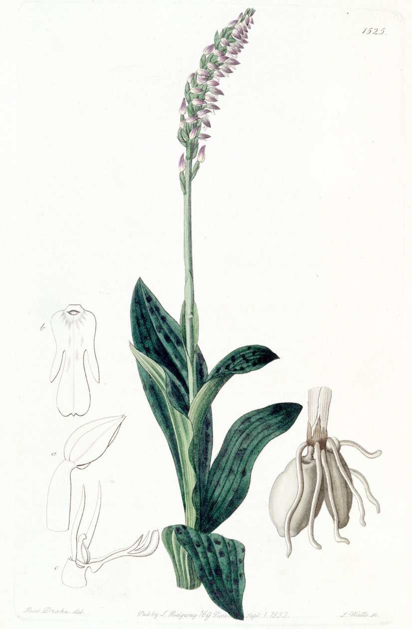 Neotinea maculata (come sin. Aceras secundiflorum) da Miss Drake