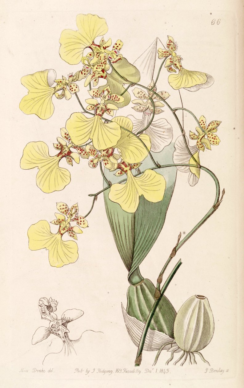 Oncidium bicolor da Miss Drake