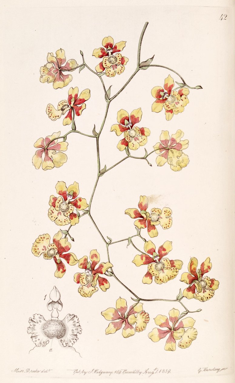 Oncidium divaricatum da Miss Drake