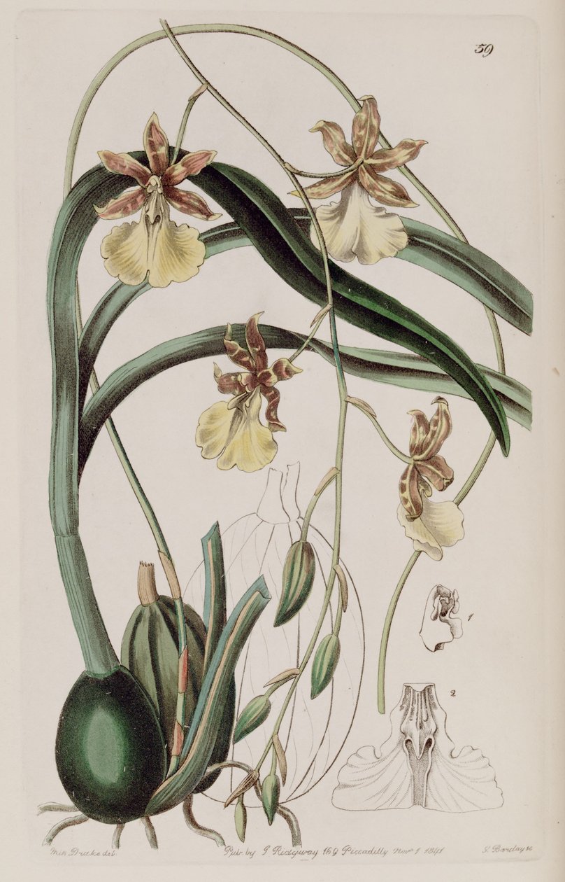 Oncidium graminifolium da Miss Drake
