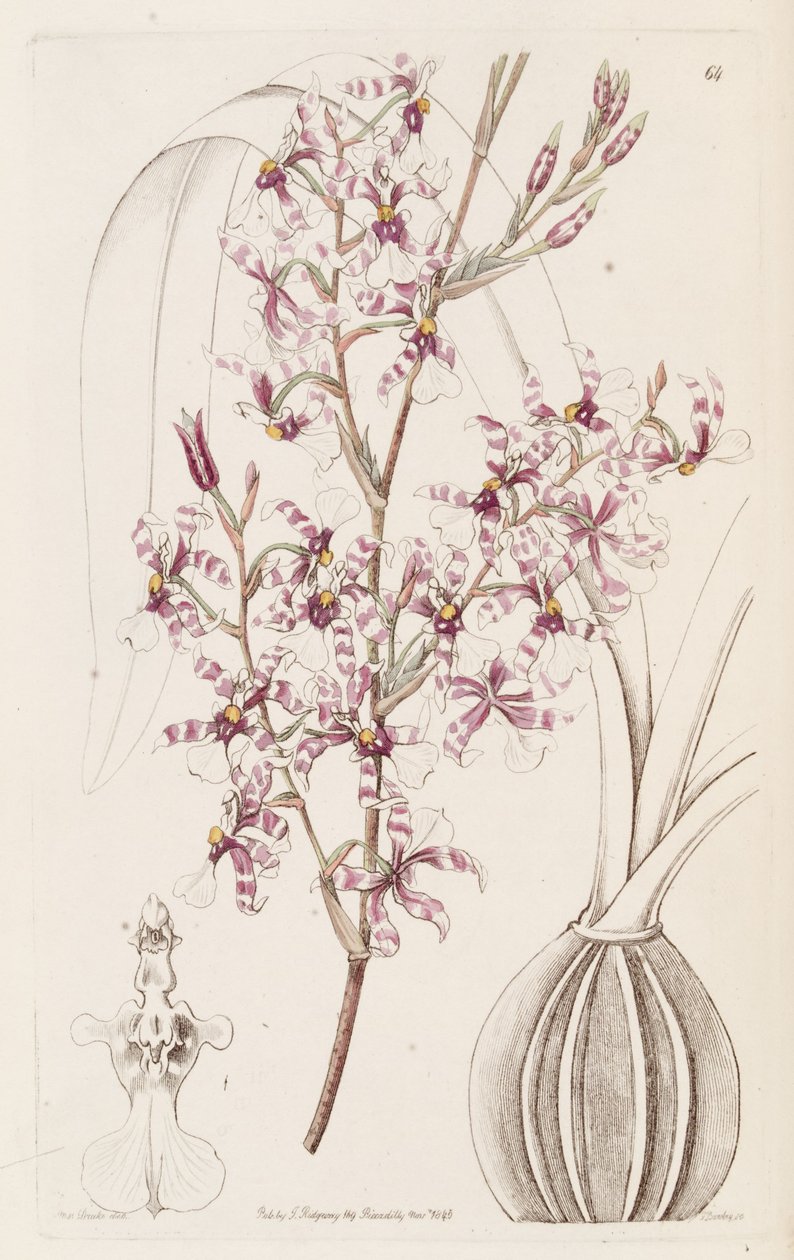 Oncidium incurvum da Miss Drake
