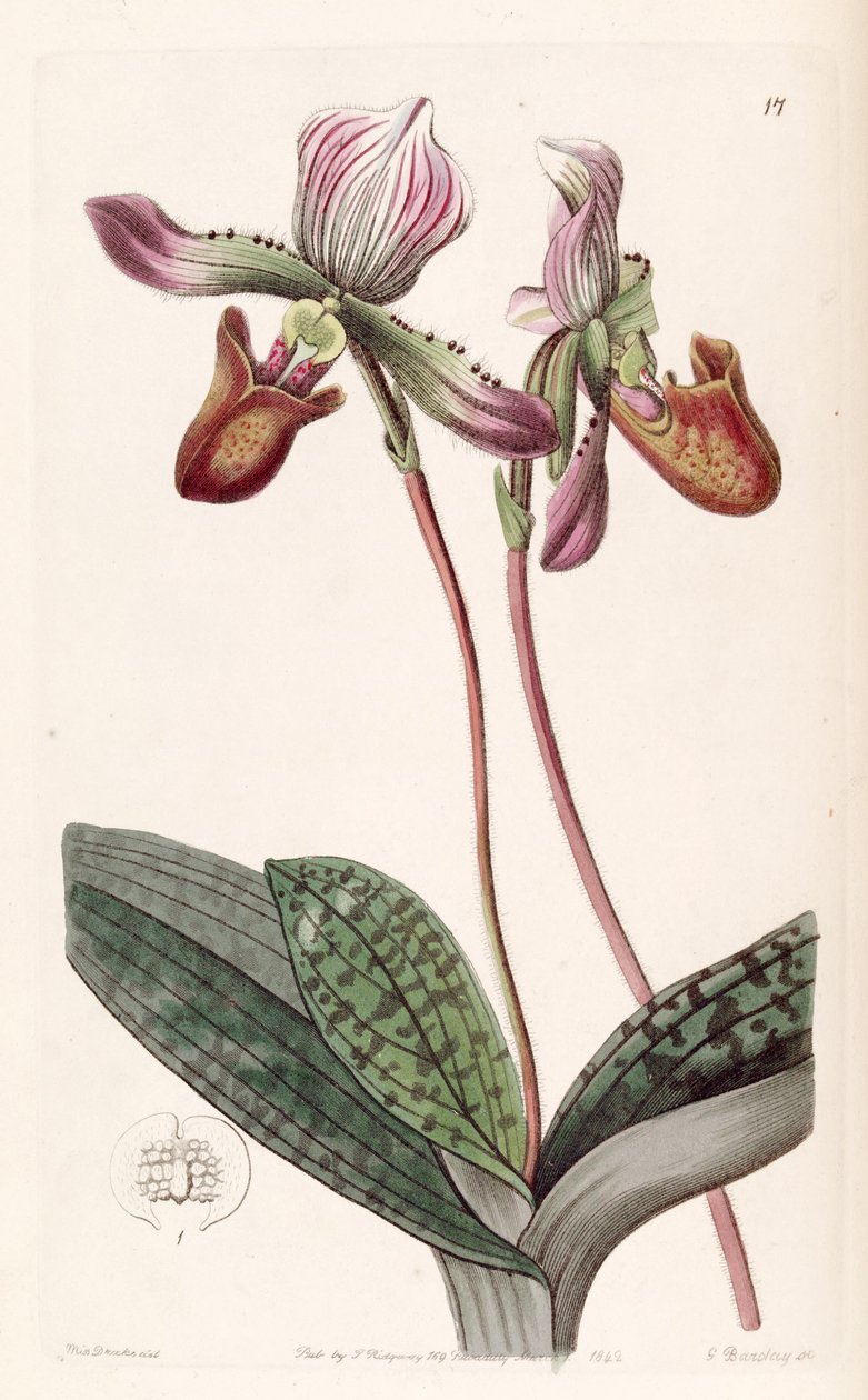 Paphiopedilum barbatum da Miss Drake