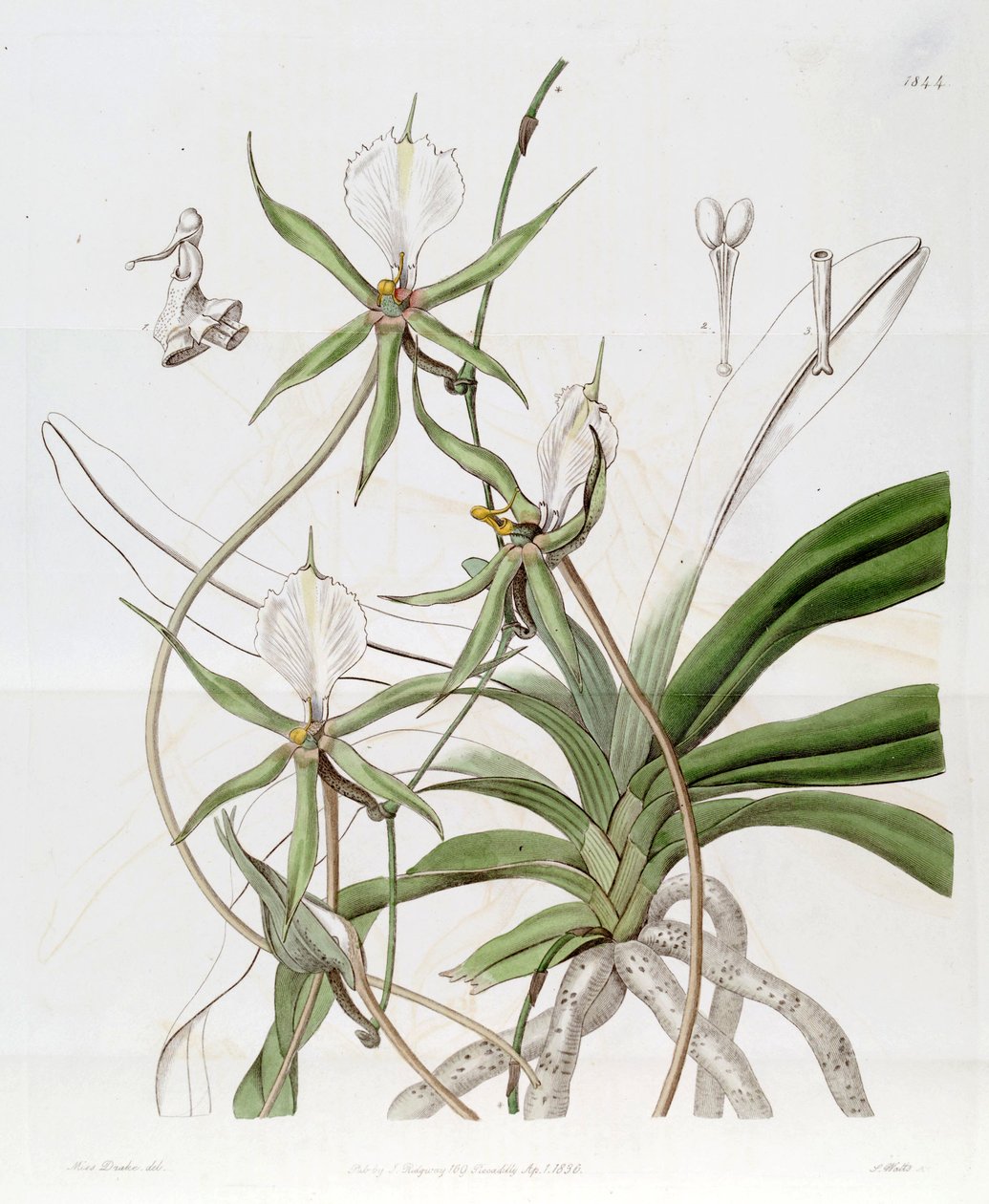 Plectrelminthus caudatus (come sin. Angraecum caudatum) da Miss Drake