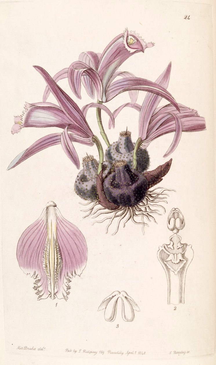 Pleione praecox da Miss Drake