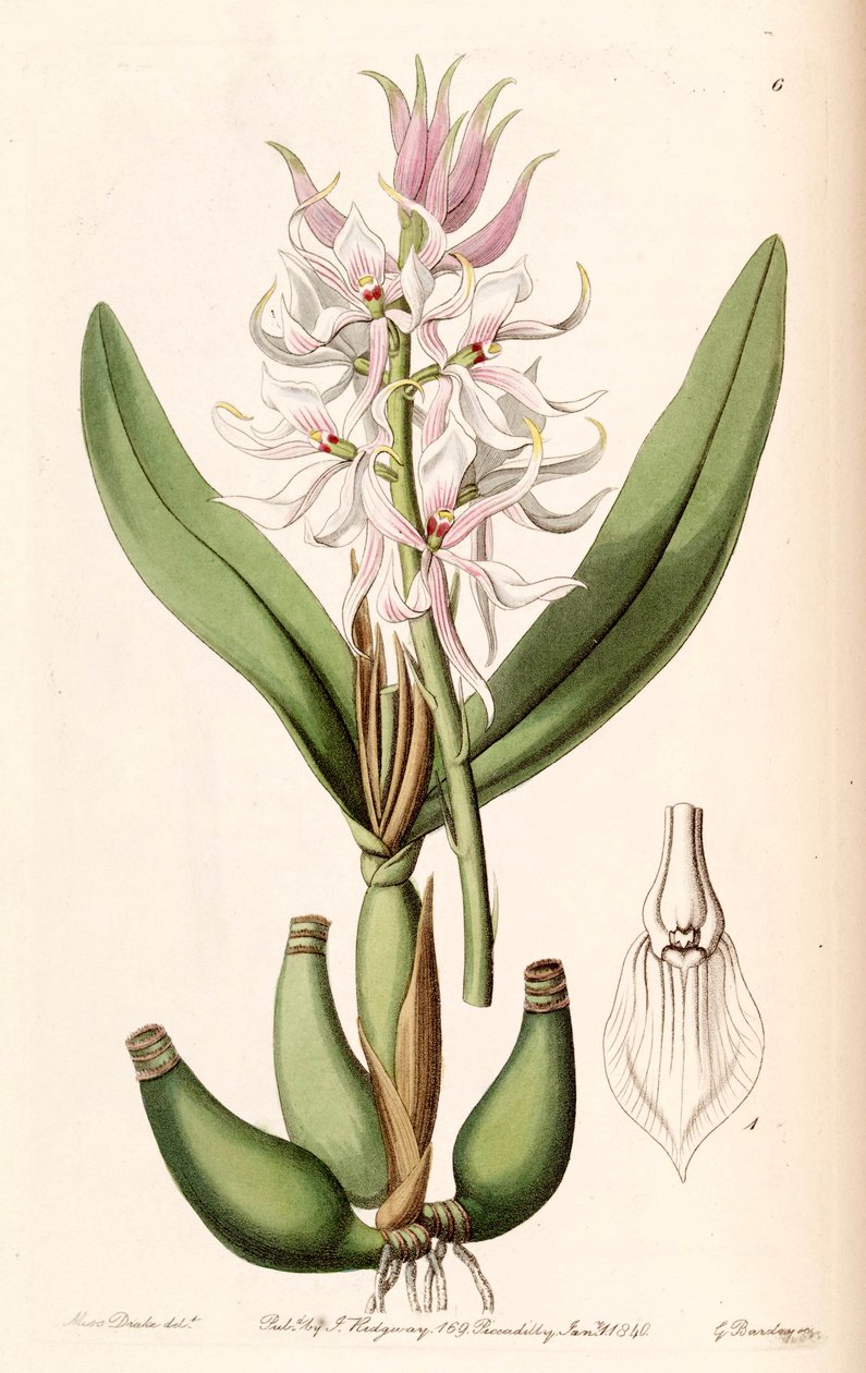 Prosthechea glumacea da Miss Drake